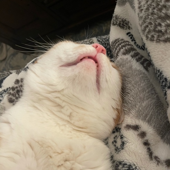 Meet your Posher, M - Picture 5 of 6